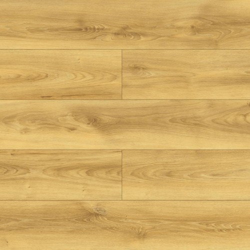 Dąb Coletta D40624.jpg